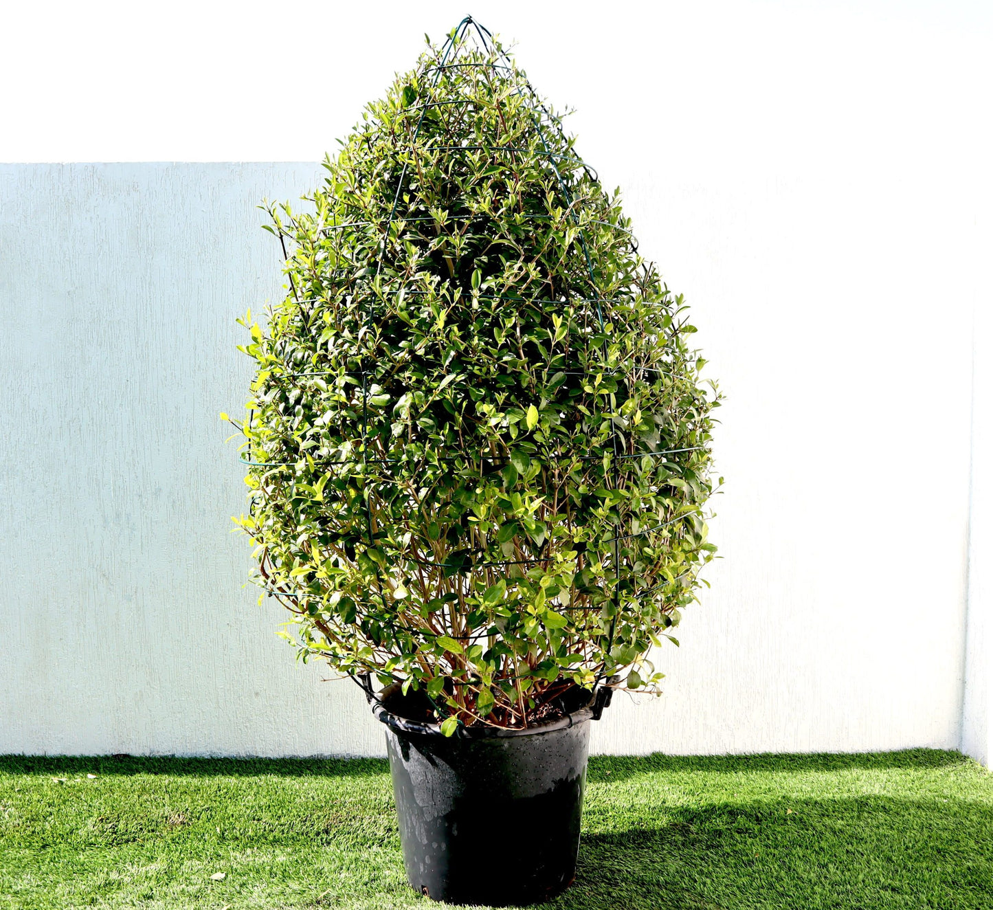 Clerodendrum Inerme Ball Shape "Wild Jasmine" 70-80cm Dia