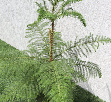 Araucaria Heterophylla Indoor "Norfolk Island Pine"