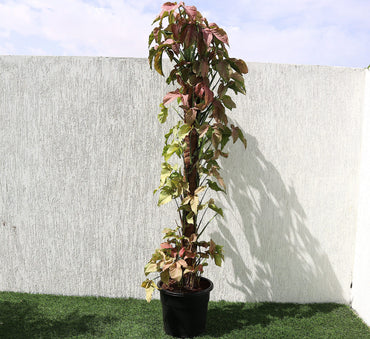 Syngonium Podophyllum "Red Heart" 180-200cm