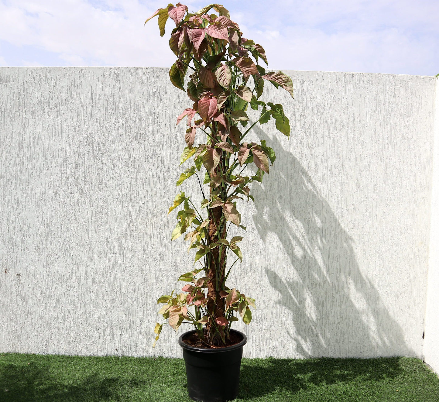 Syngonium Podophyllum "Red Heart" 180-200cm