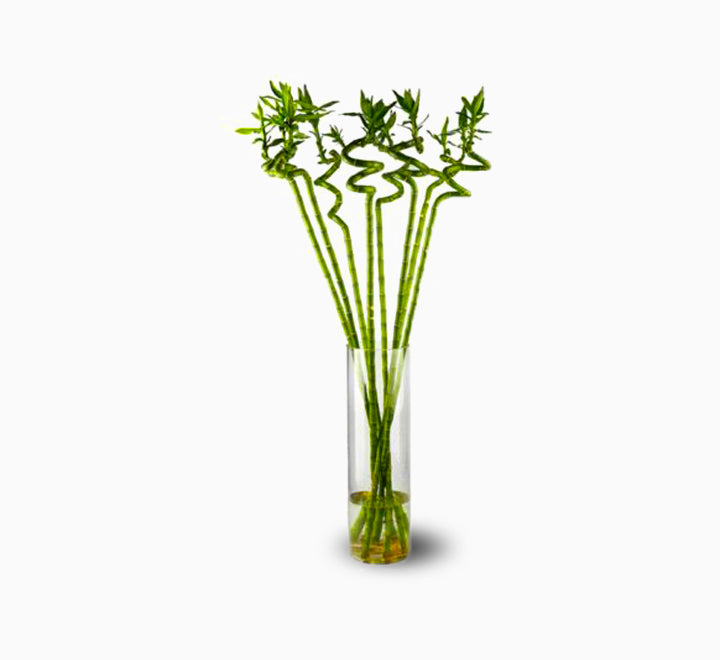 Lucky Bamboo “Per Stick” 70 - 90cm الخيزران محظوظا Indoor Bamboo Plants Sticks, Water indoor Bamboo