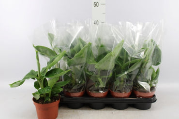 Musa tropicana, Dwart Indoor Banana Plant 25 – 30cm