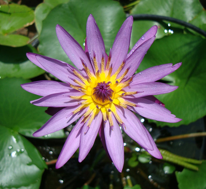 Nelumbo nucifera or Sacred Lotus