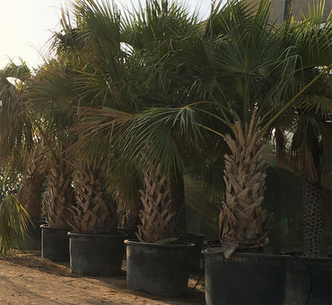 Sabal palmetto "Cabbage Palmetto, Sabal Palm, Carolina Palmetto"