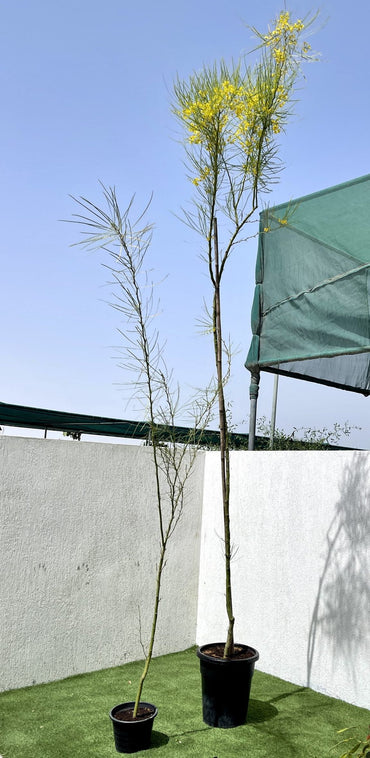 Parkinsonia aculeata, Jerusalem thorn tree