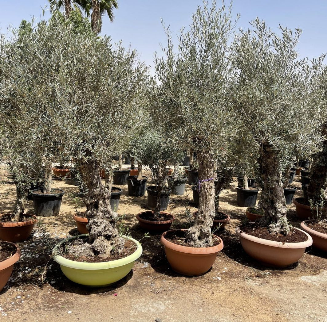 Olea europea or Olive Tree 1.7 - 2.0m, 200-300mm Trunk Diameter, Unique Old Trunk Olive Tree