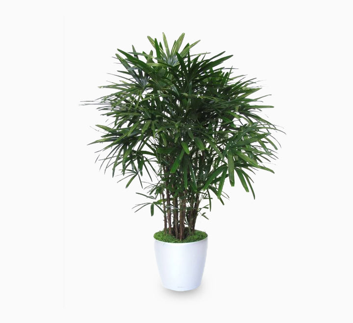 Rhapis excelsa "Lady Palm سيدة النخيل or Miniature Fan Palm" 0.8-0.1m