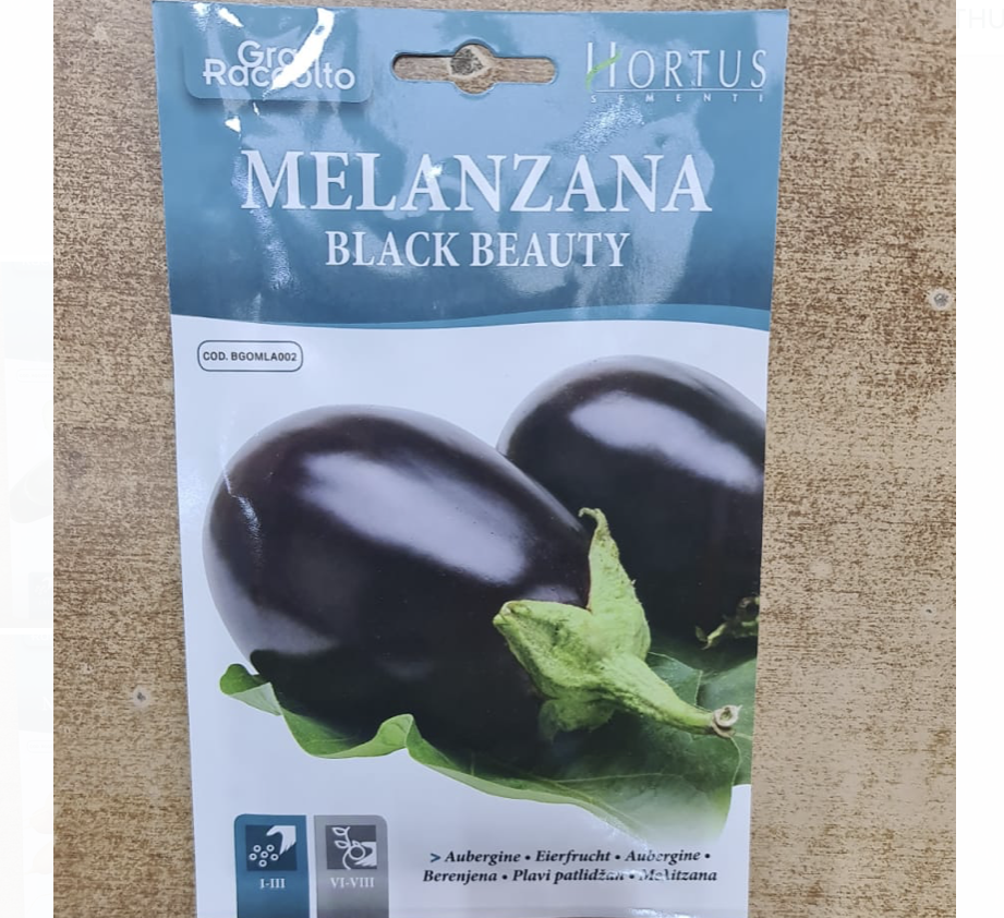 Eggplant Vegetable Seeds "Melanzana Black Beauty" by Hortus
