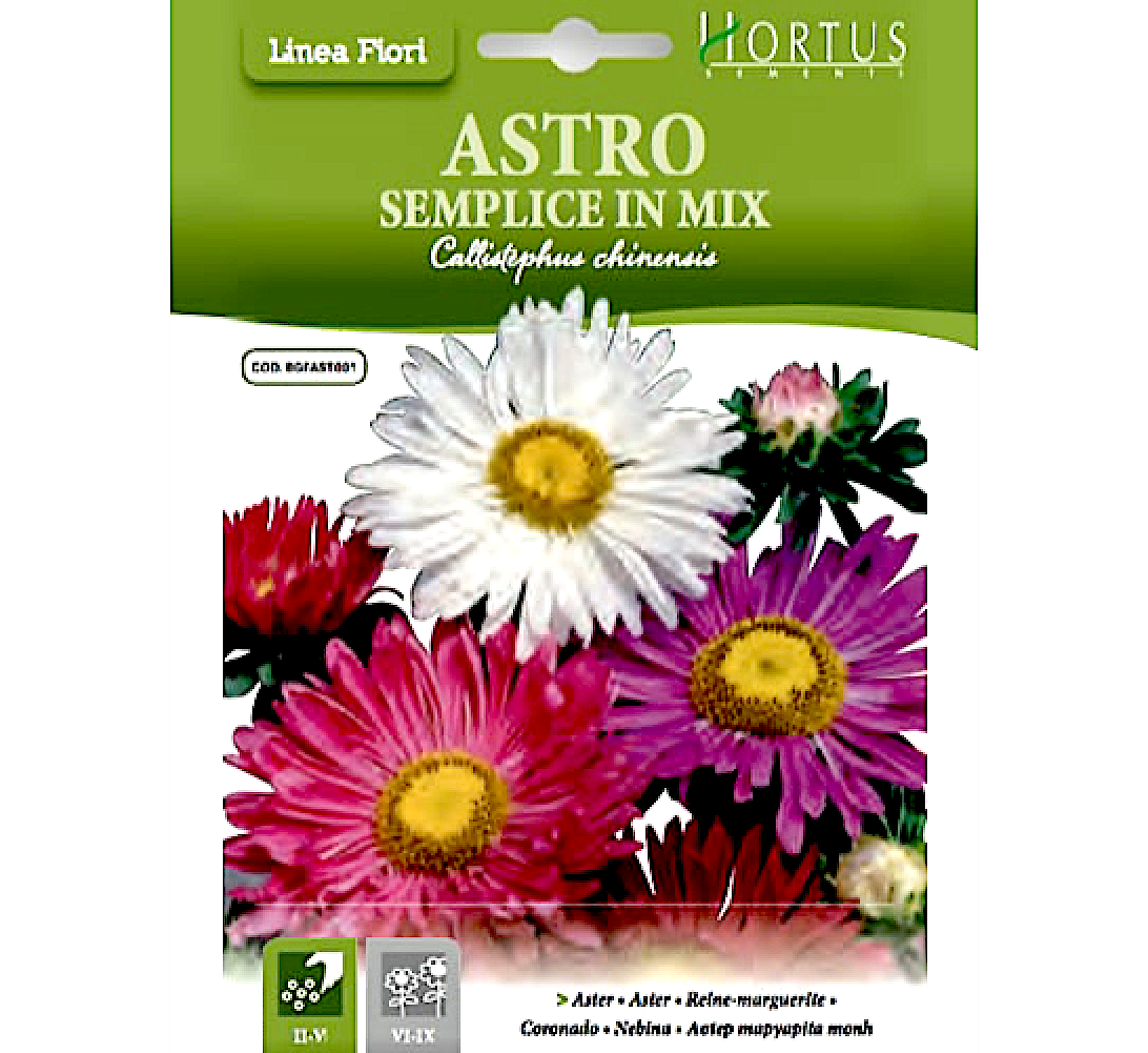 Aster Flower of Love "Astro Semplice" Hortus Seeds