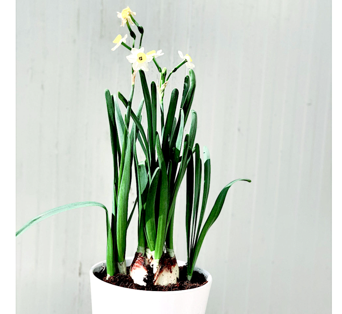 Narcissus or Daffodil 15-25cm