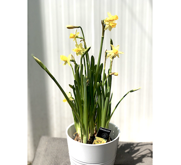 Narcissus or Daffodil 15-25cm