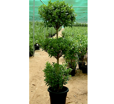 Ficus diversifolia "Three Heads"