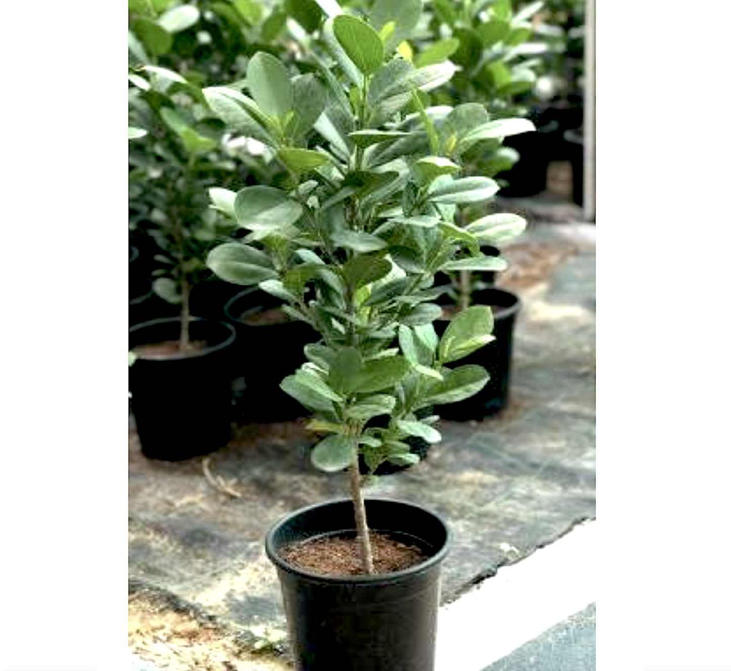 Ficus diversifolia "Mistletoe Fig" 0.4-0.6m