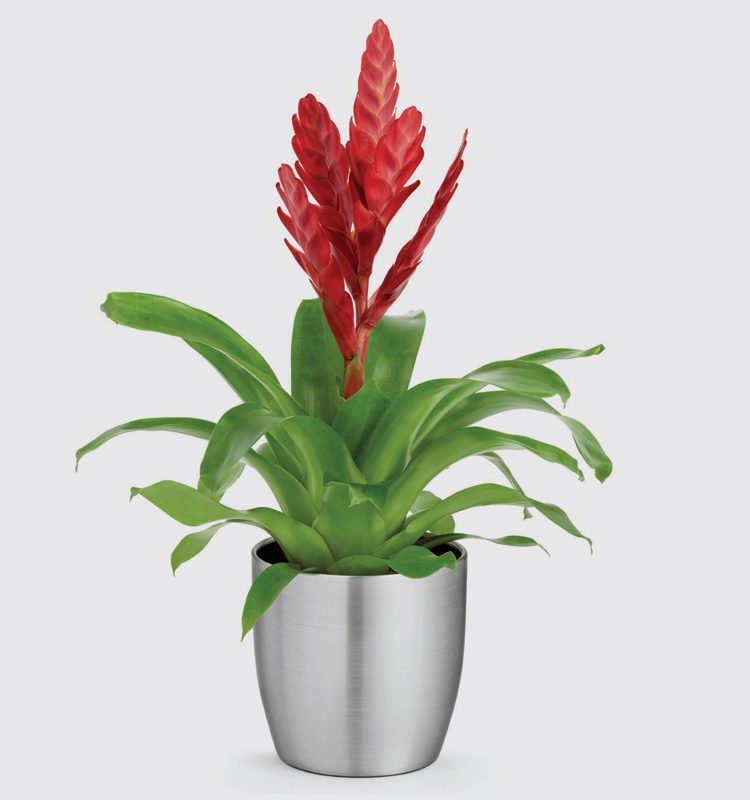 Streamline Aluminium Silver Pot