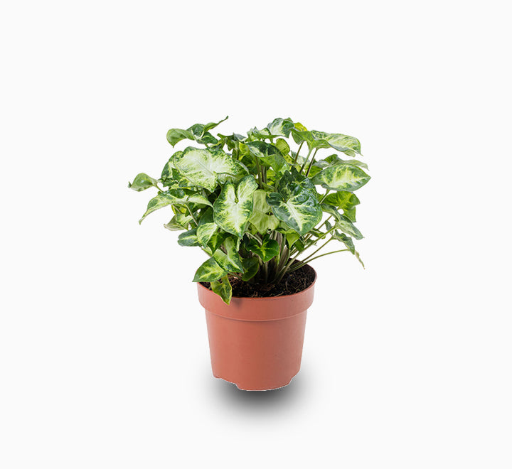 Syngonium Pixie