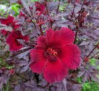 Hibiscus acetosella "Cranberry or Red Leaved Hibiscus" 0.4-0.5m
