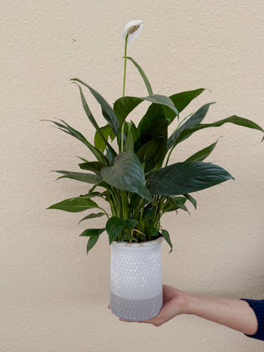Air Purifying Bundle