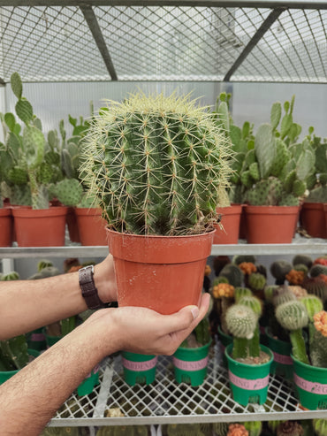 Golden Barrel Cactus Set of 3