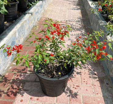 Bougainvillea Red 0.5-0.7m
