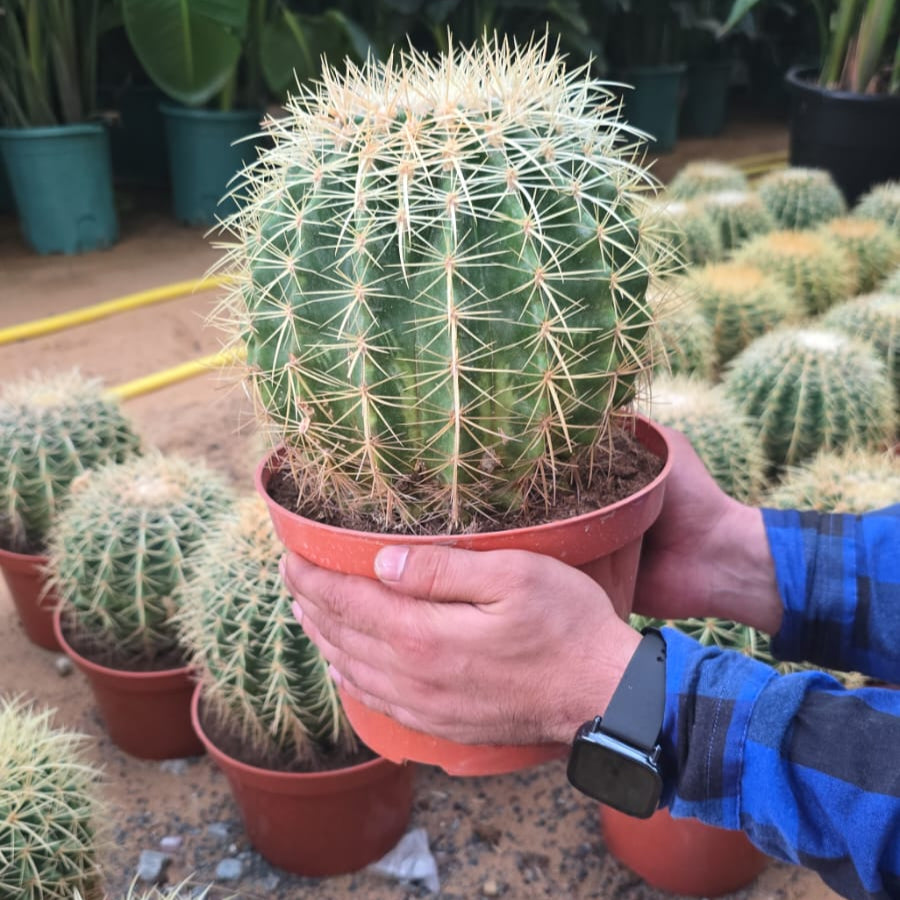 Echinocactus grusonii, Golden Barrel Cactus, Mother-in-law Cushion or Ball Cactus