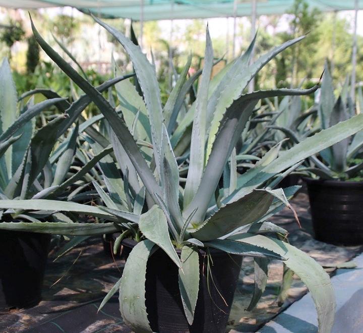 Agave Americana or Century Plant