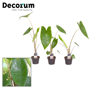 Alocasia zebrina 25 – 35cm