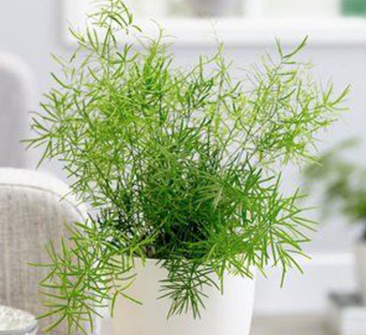 Asparagus Fern 20-30cm