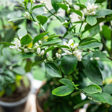 Cestrum nocturnum “Night Queen or Night-blooming jasmine”