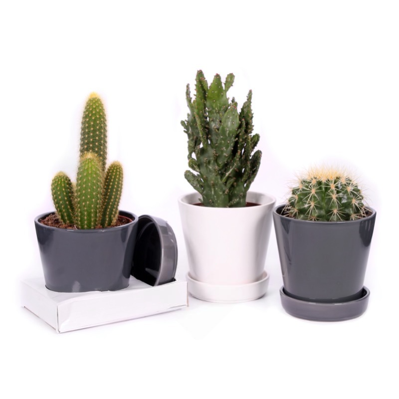 Cactus Mixed "Ceramic Pot"