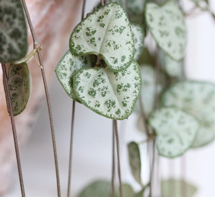 Ceropegia woodii or String of Hearts