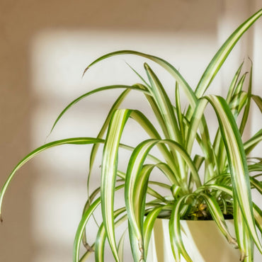 Chlorophytum comosum ‘Variegatum’ (Spider plant or Airplane plant)