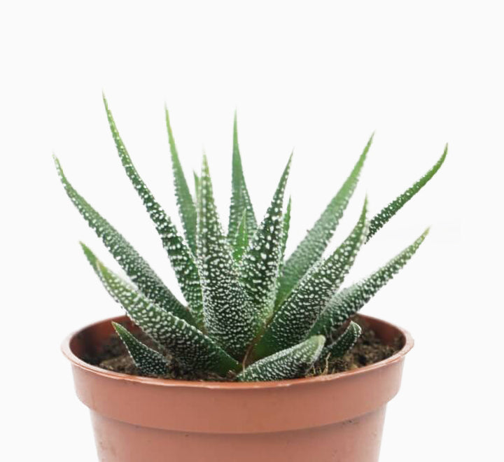 Haworthia fasciata or Zebra Cactus 10 - 15cm