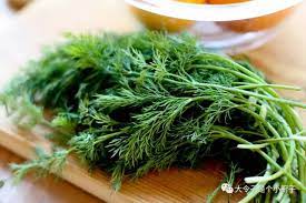 Dill Agrimax Seeds