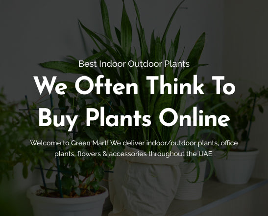 indoor outdoor plants