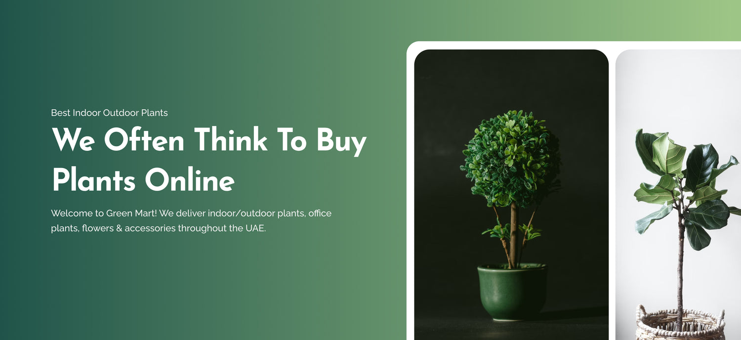 buy indoor outdoor plants