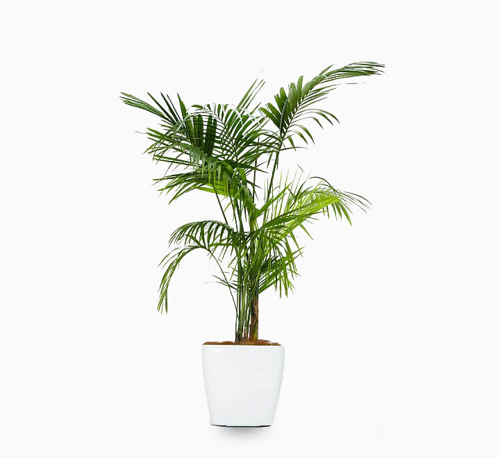 Kentia Palm - 120 cm