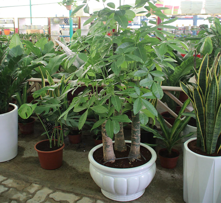 Pachira aquatica, Money Tree “Triple Trunk”