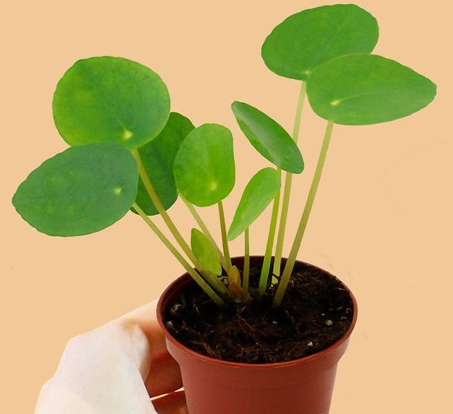 Pilea Peperomioides Mini “Chinese Money Plant”
