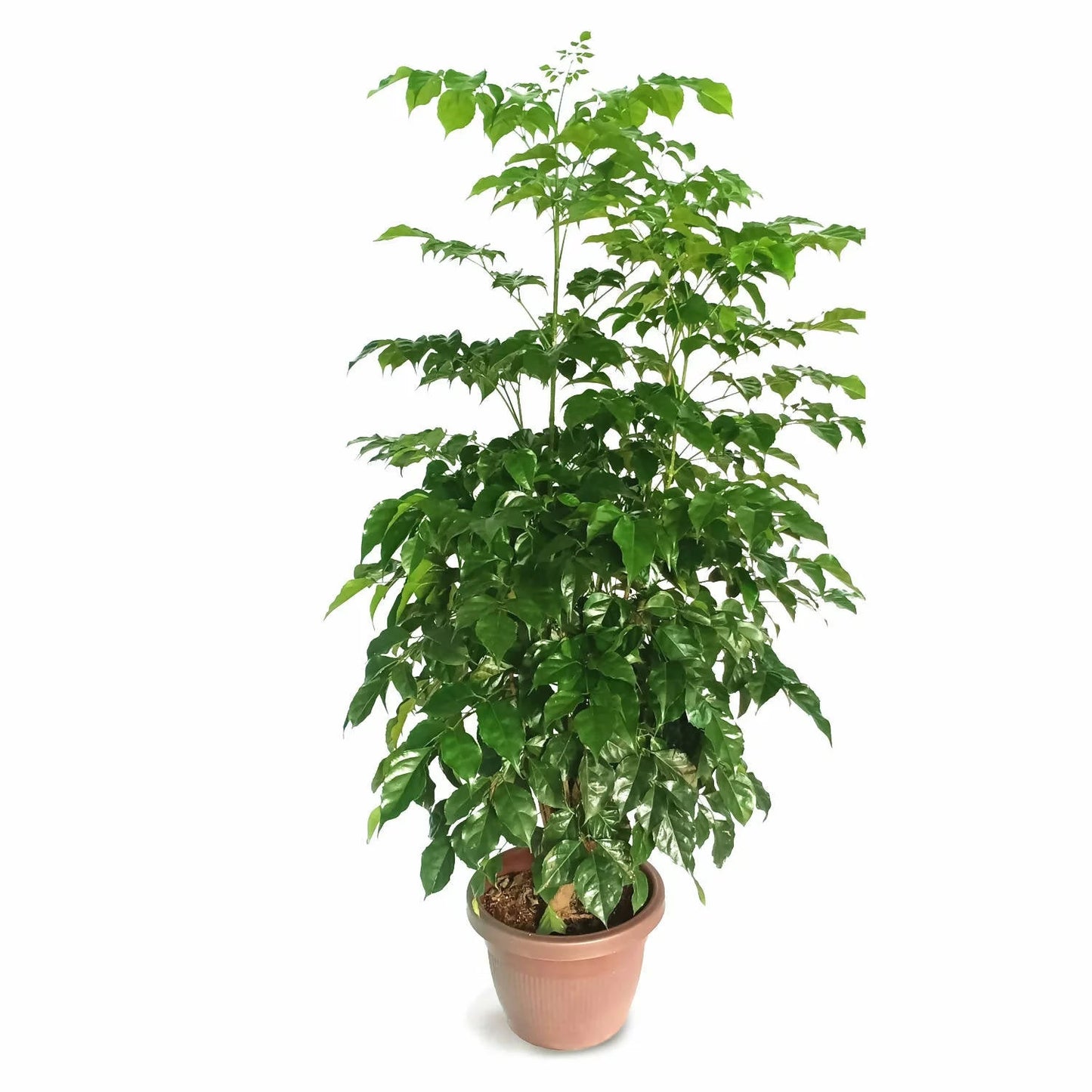 Red Machera - Radermachera Sinica | 1m - 1.2m