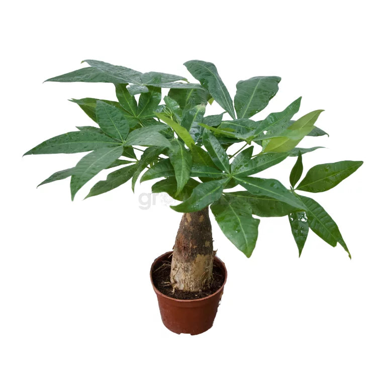 Tabletop Pachira | 25cm to 30cm