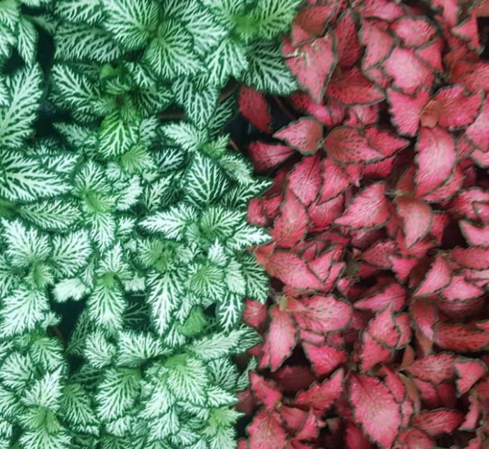 Fittonia, Nerve or Mosaic Plant 5-10cm Spread | Small