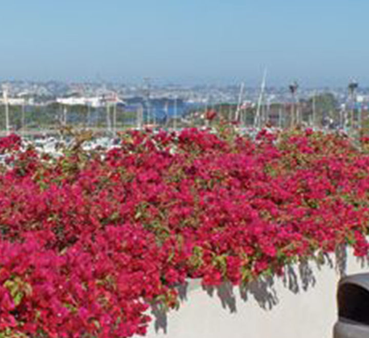Bougainvillea spectabilis “30 to 160cm” Dark Pink