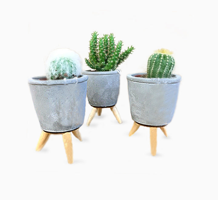 Assorted Cactus in Cement Pot 12-15cm Office Table Indoor Plant