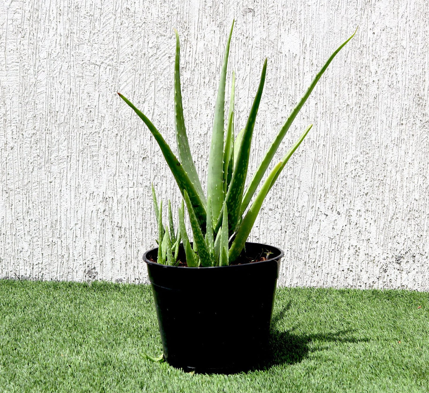 Aloe Vera Medium | Sun-Loving, Low Maintenance Indoor Plant الألوة فيرا