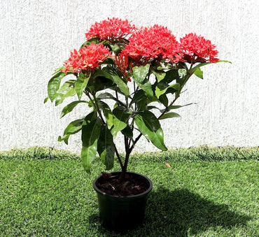 Ixora Coccinea 0.25-0.3cm