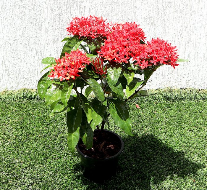 Ixora Coccinea 0.25-0.3cm
