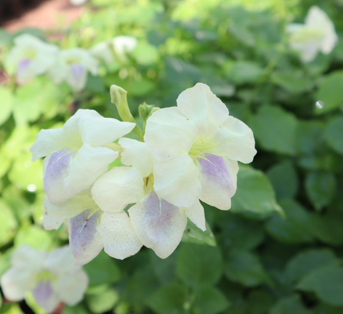 Asystasia Gangetica Green “Chinese Violet” 10-15cm