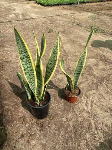 Sansevieria trifasciata Or Snake Plant (Outdoor)