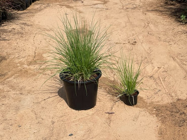 Pennisetum setaceum, African Fountain Grass or Tender Fountain Grass
