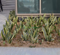 Sansevieria trifasciata Or Snake Plant (Outdoor)